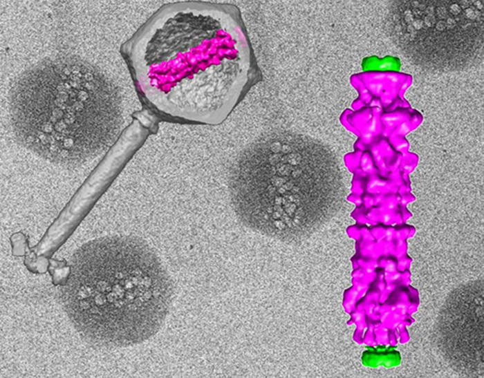 Image of virus and blow-up of inner virus structure Image of virus and blow-up of inner virus structure.