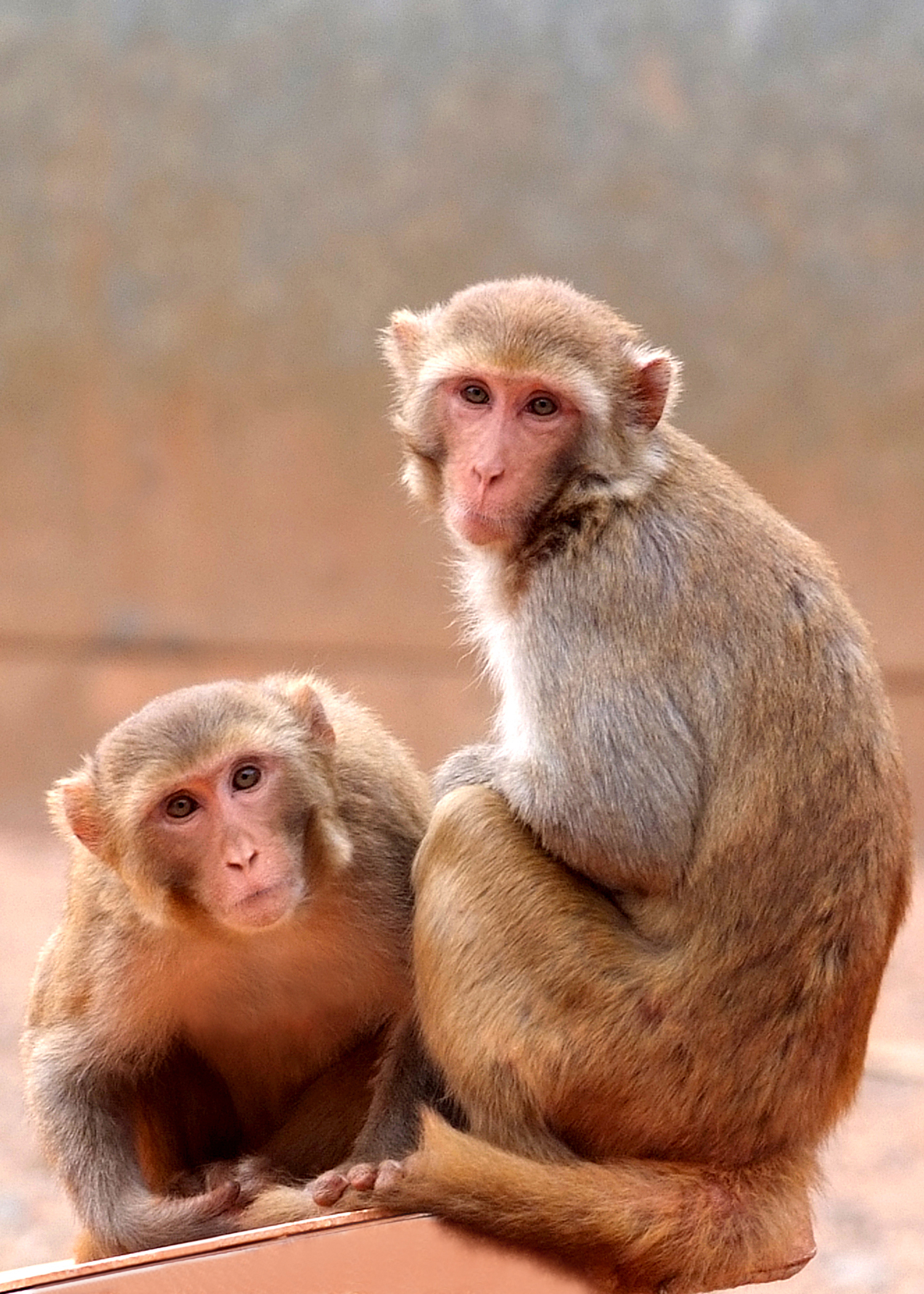 Two macaques.