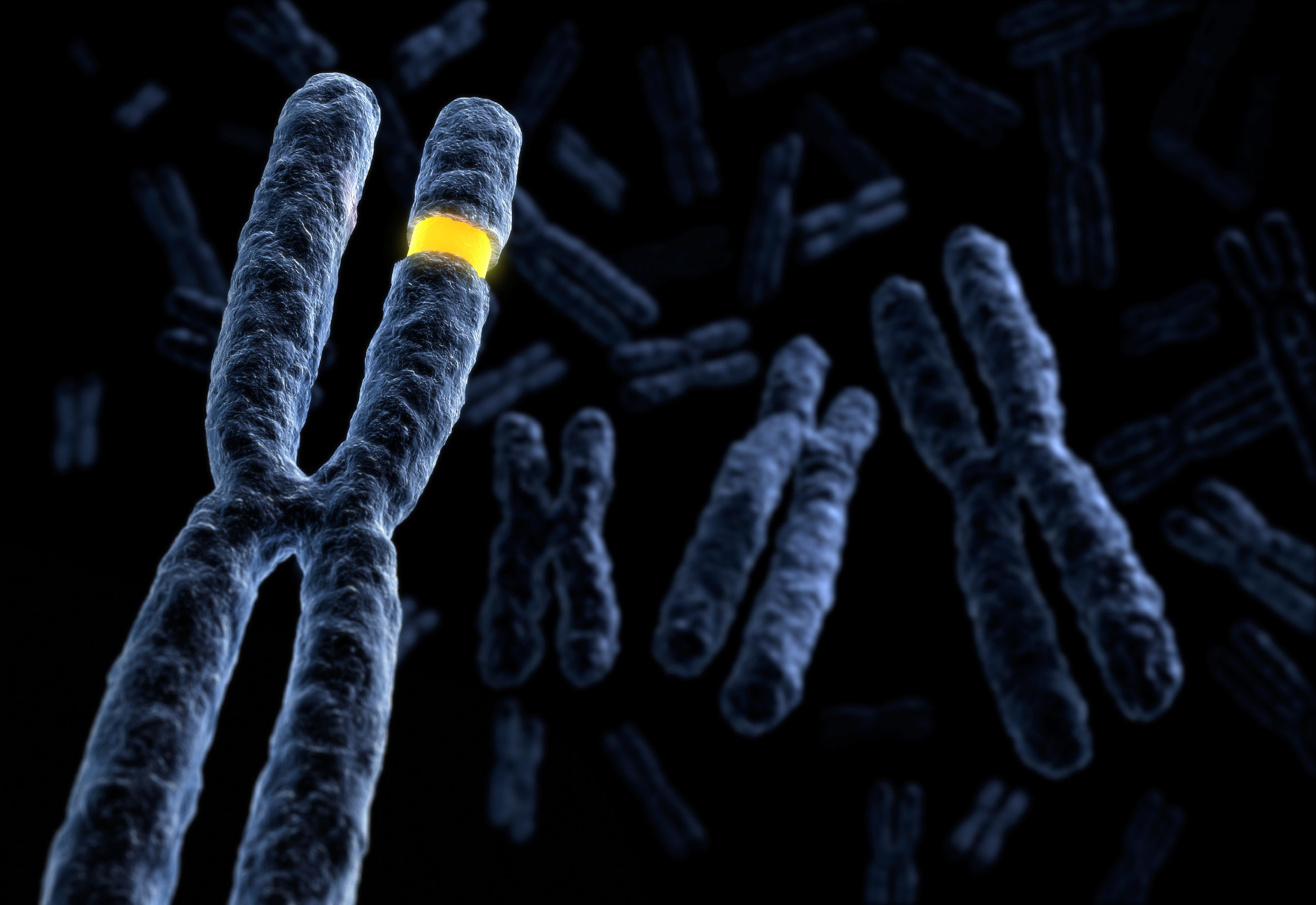 Chromosome Quirks Linked To Aging And Cancer National Institutes Of Health Nih
