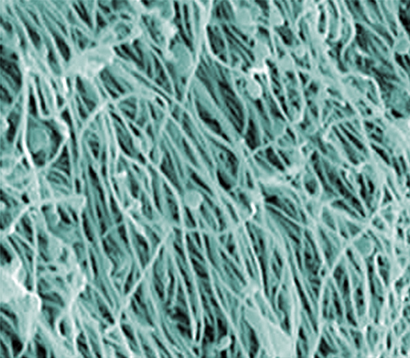 Scanning electron micrograph of cilia Scanning electron micrograph of cilia.