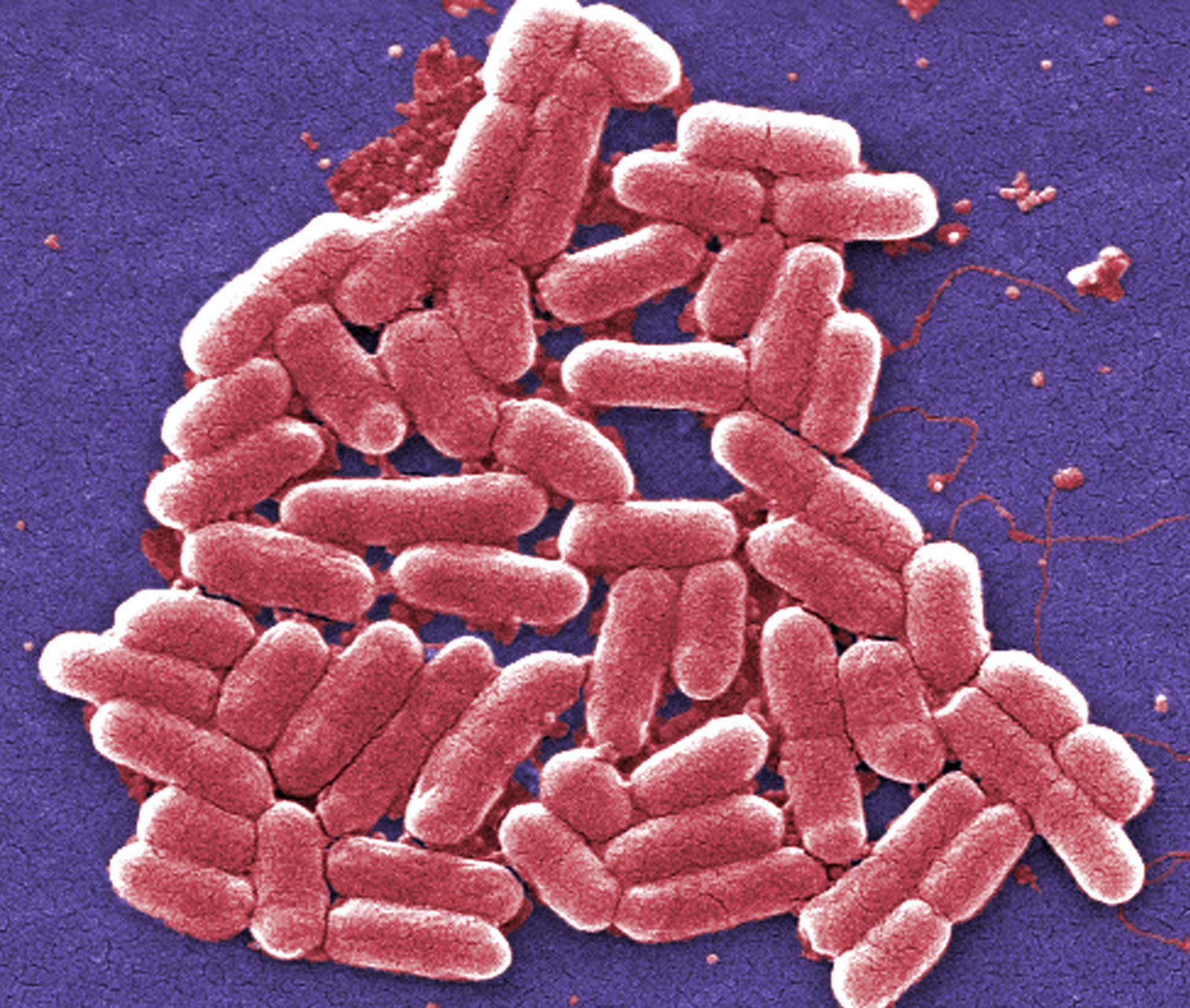 A group of bacteria