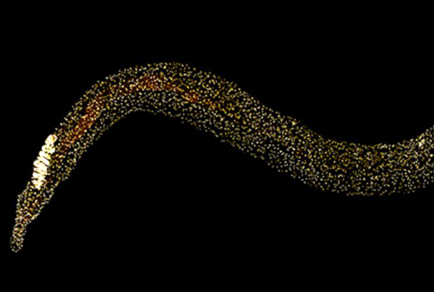 Stem Cells Discovered in Deadly Parasitic Flatworms