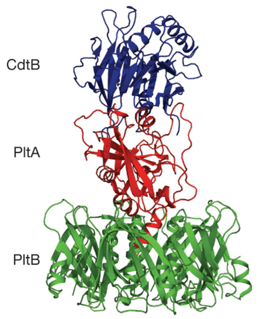 Novel Structure And Function Of Typhoid Toxin National