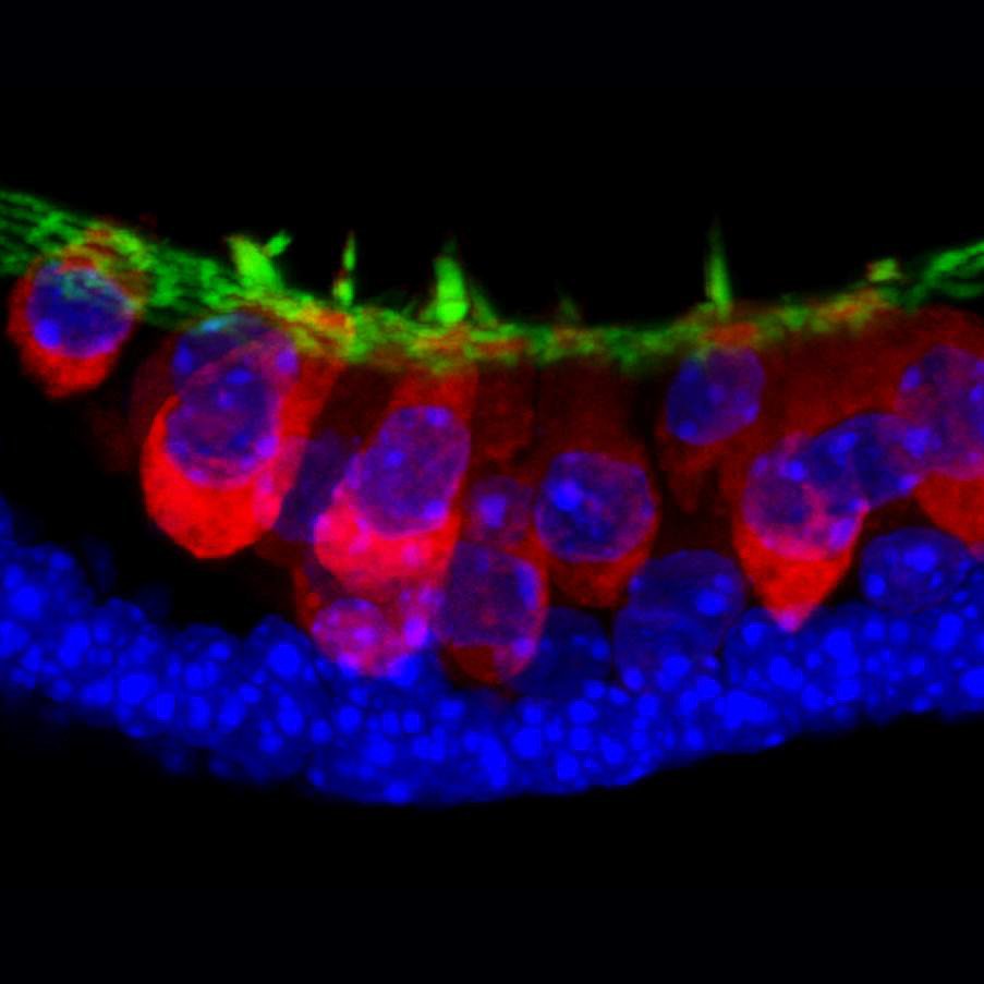Cells Cells