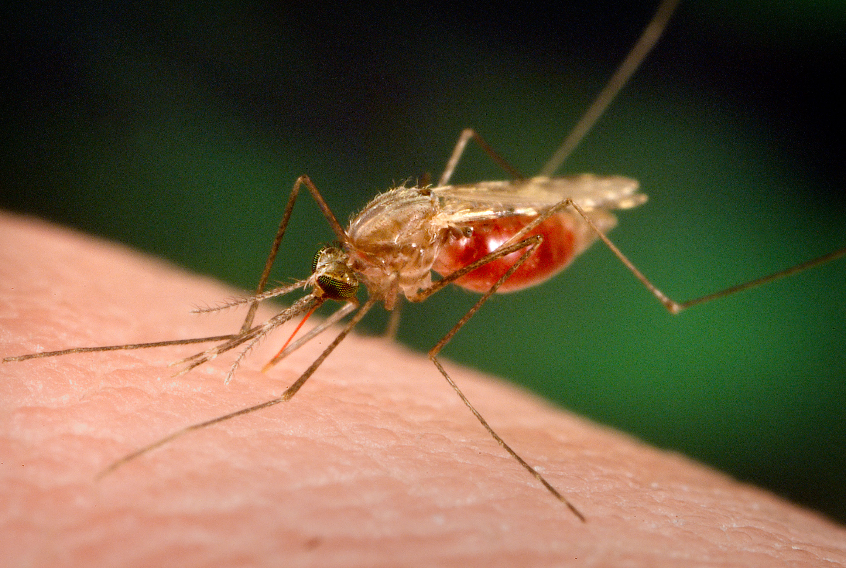 mosquito.