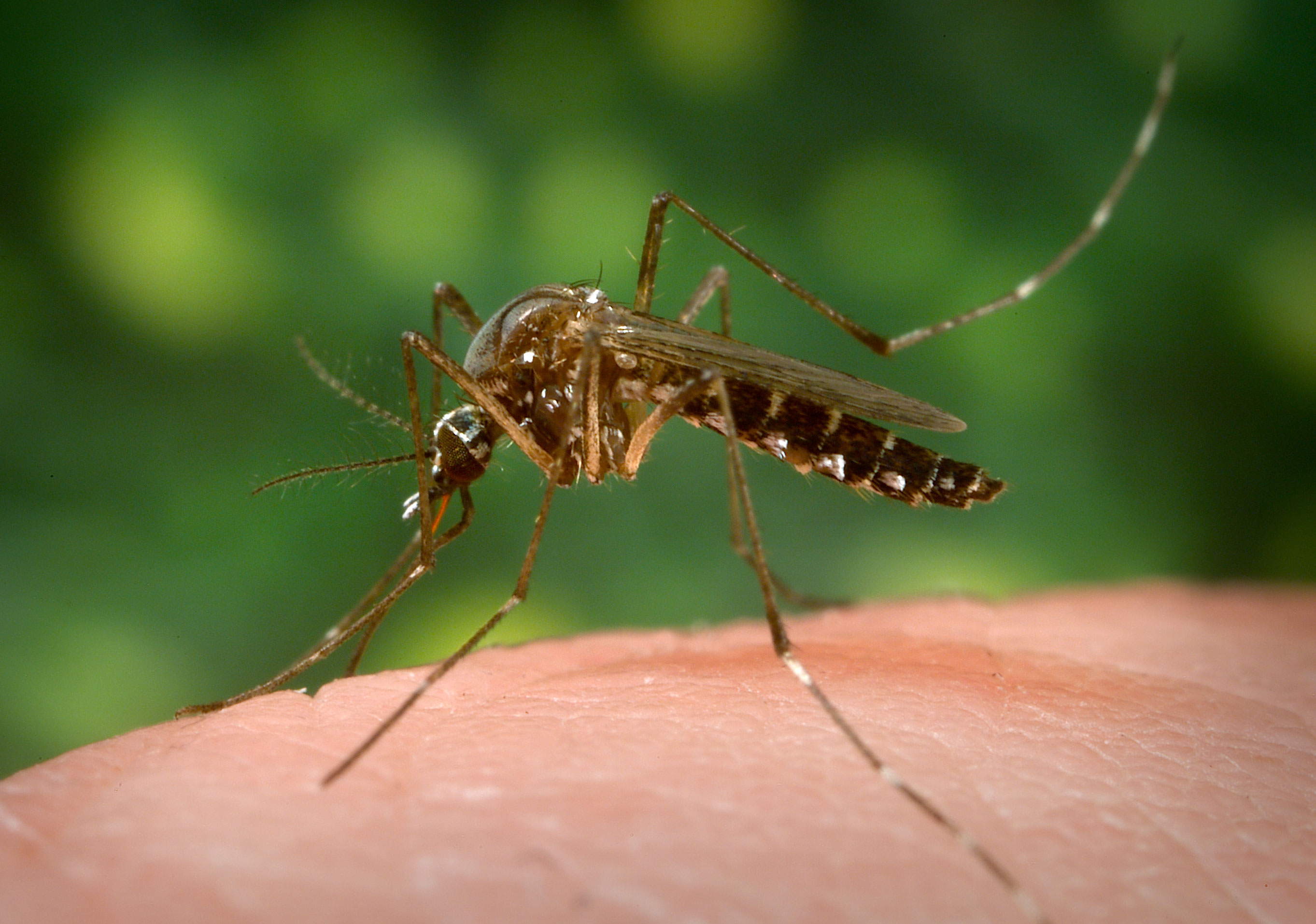 Effective DIY Insect Repellents for Home and Garden