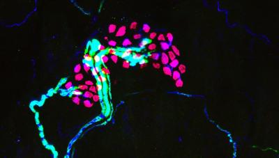 Crescent-shaped clusters of pink Merkel cells at the ends of blue nerve fibers Crescent-shaped clusters of pink Merkel cells at the ends of blue nerve fibers.
