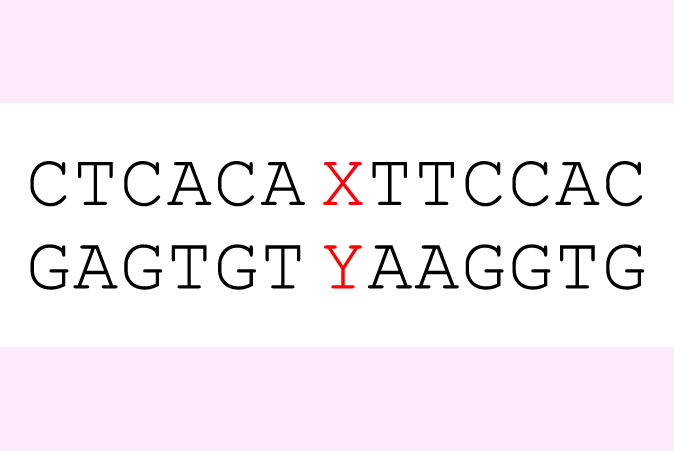 Genetic sequence with multiple A-T and G-C pairs interrupted by one X-Y pair.