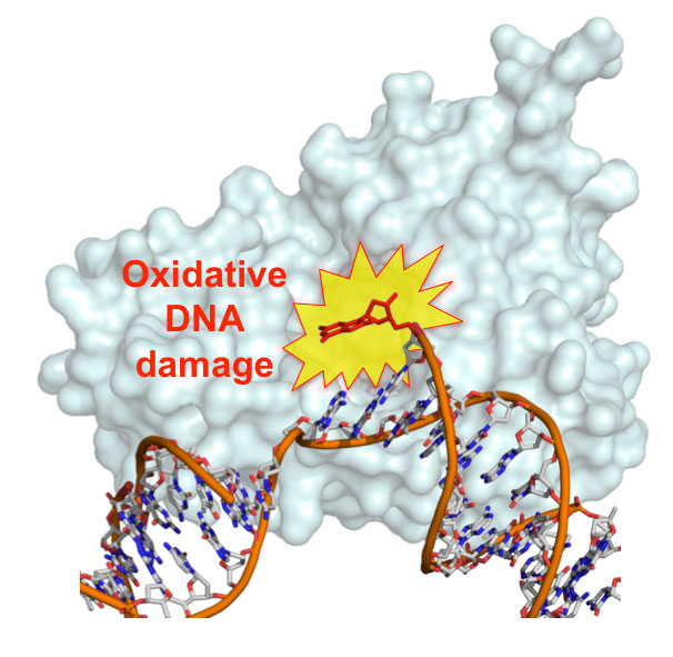 Damaged DNA.