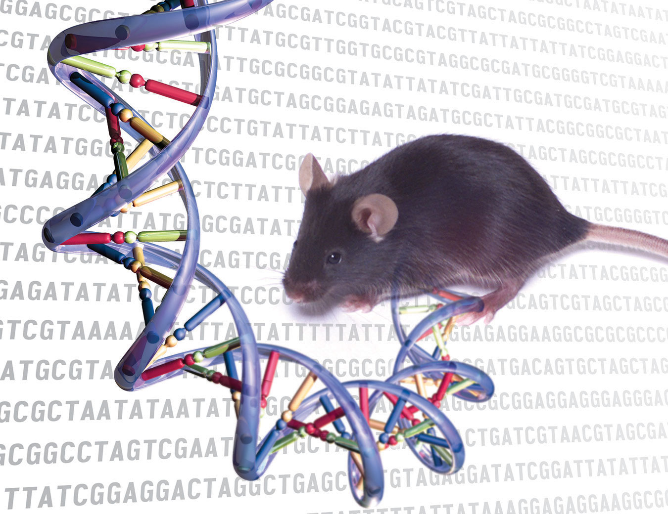 Comparison of mouse models reveals a molecular distinction between