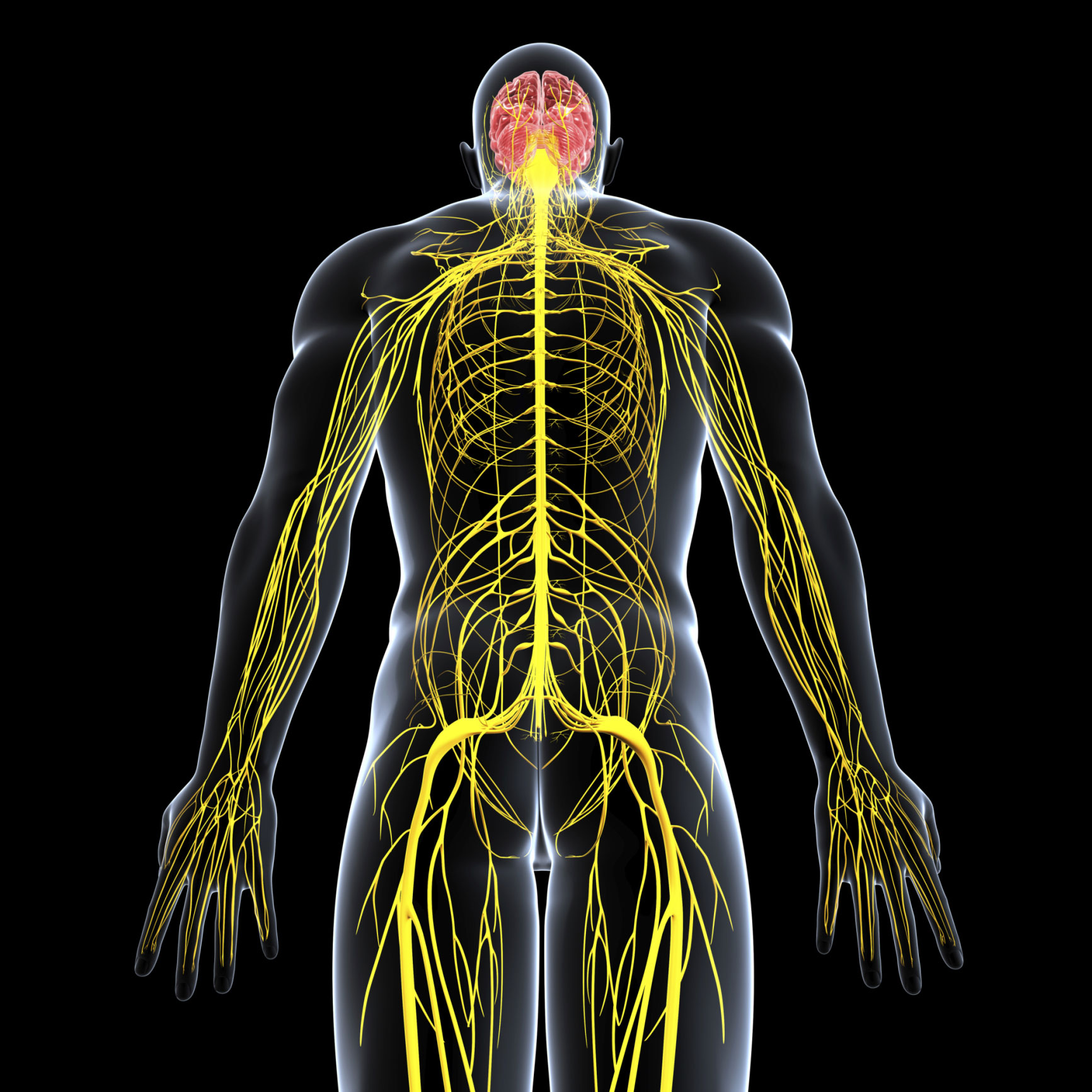 Illustration of the body’s nervous system.