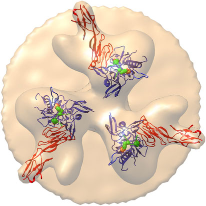 Illustration of the HIV viral surface Illustration of the HIV viral surface.