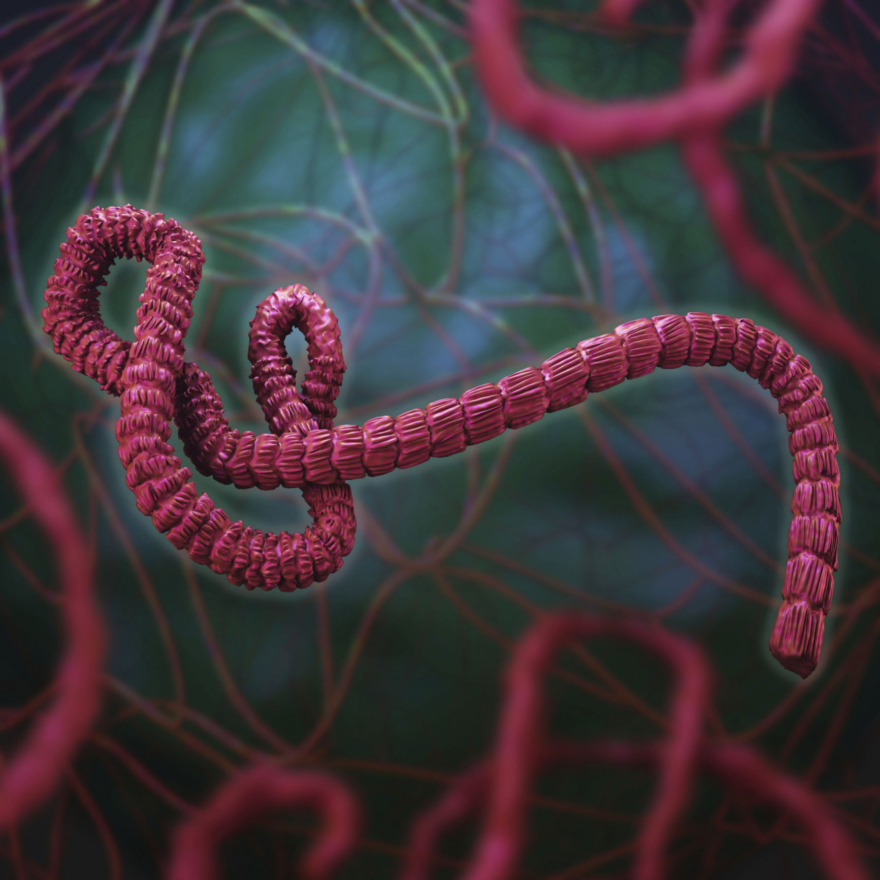 An illustration of the Ebola virus.