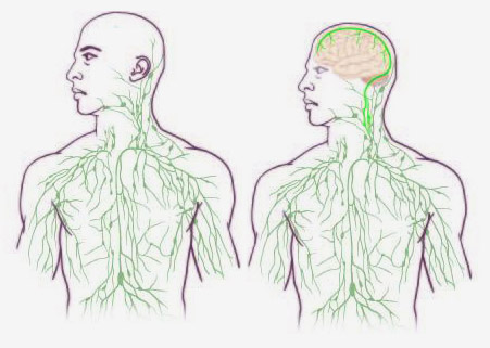 Maps of the lymphatic system. Maps of the lymphatic system.