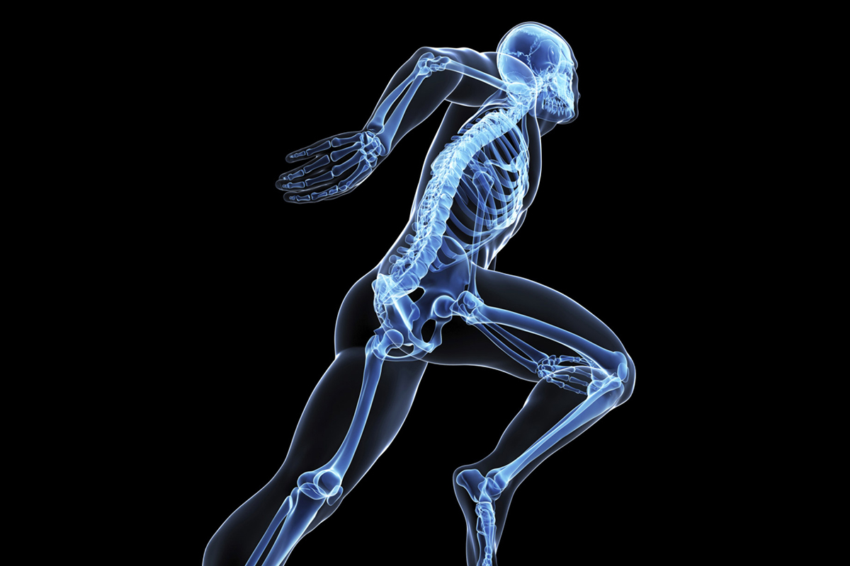X-ray style illustration of a skeleton. X-ray style illustration of a skeleton.