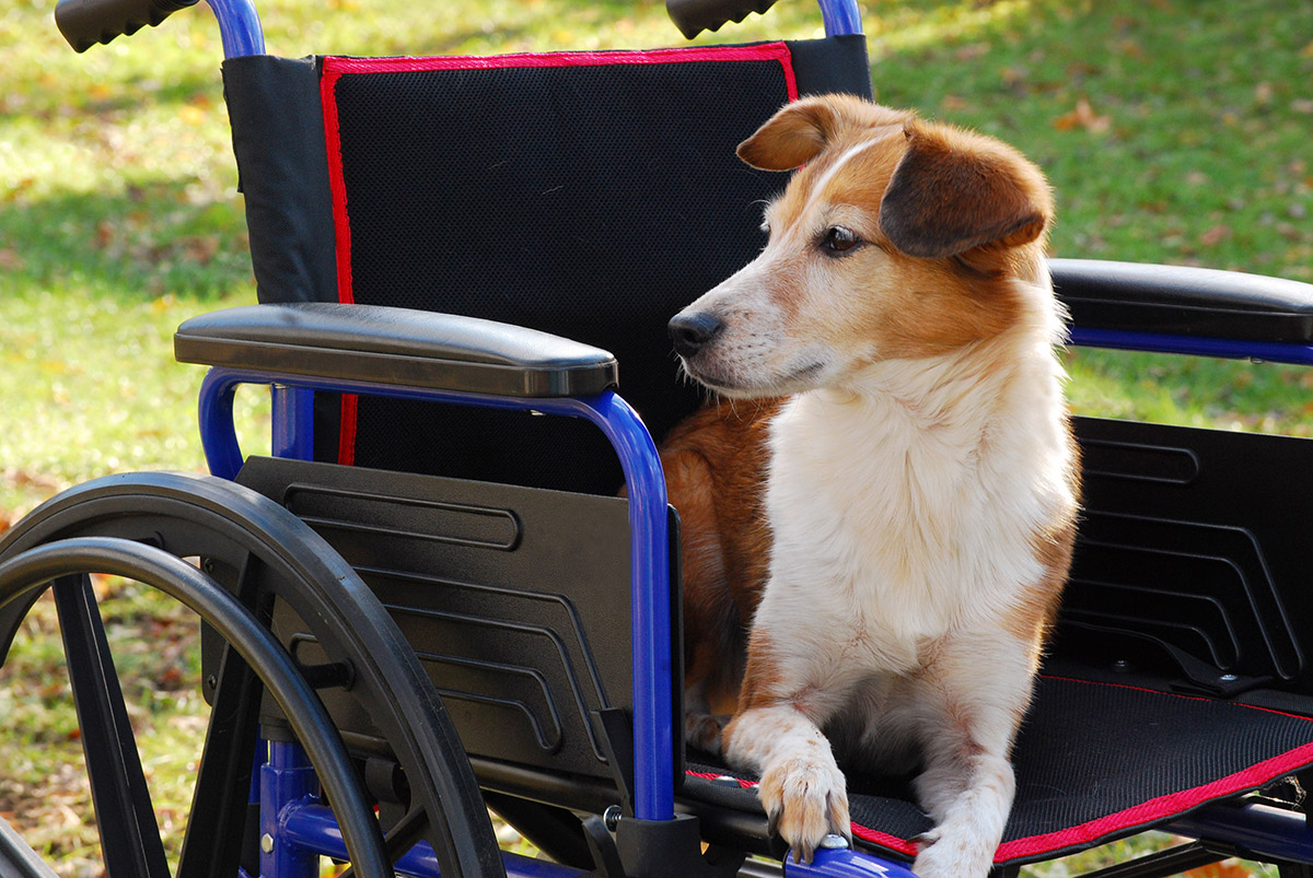 A dog sitting in a wheelchair