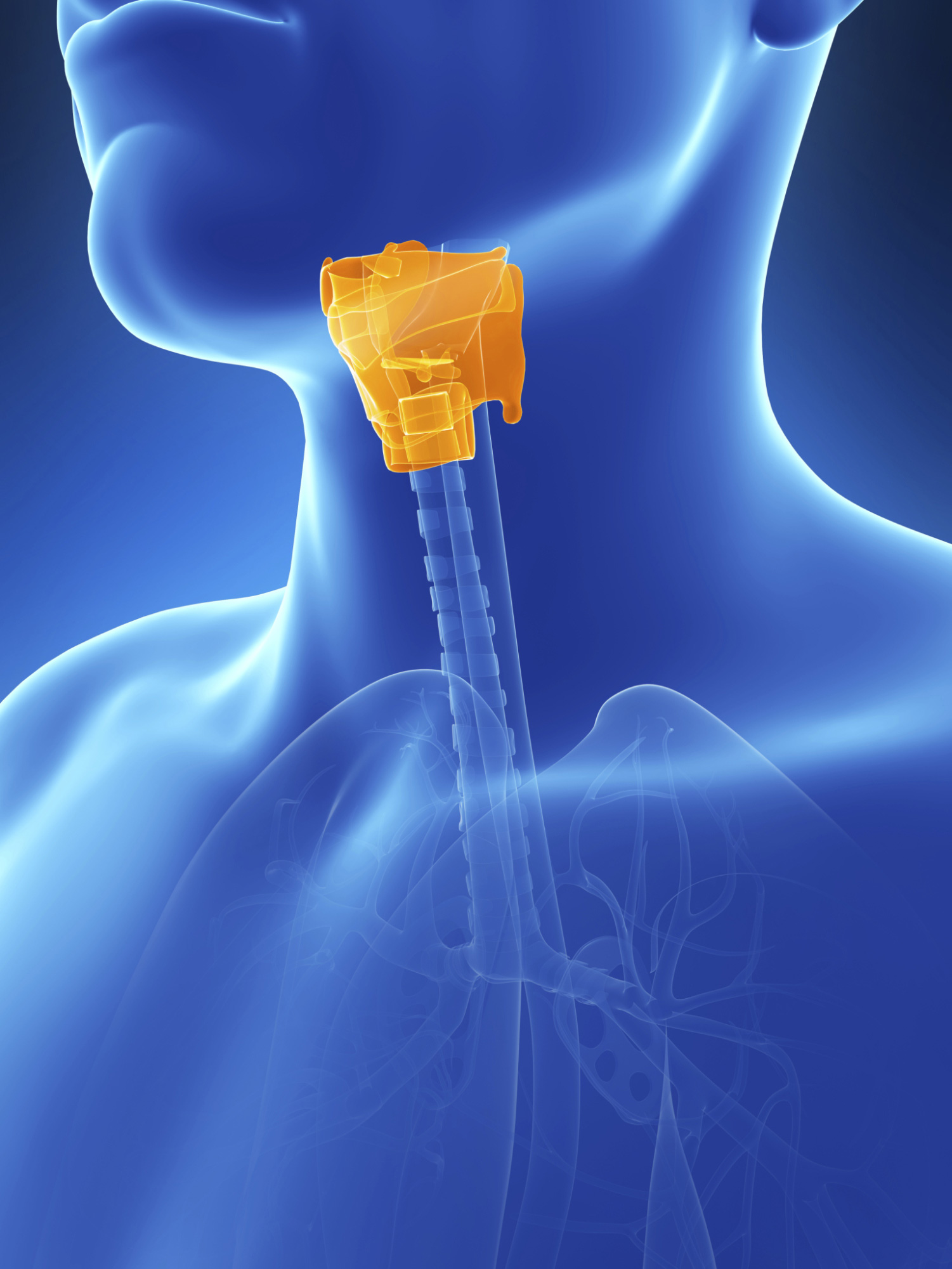 Illustration of the larynx at the top of the neck.