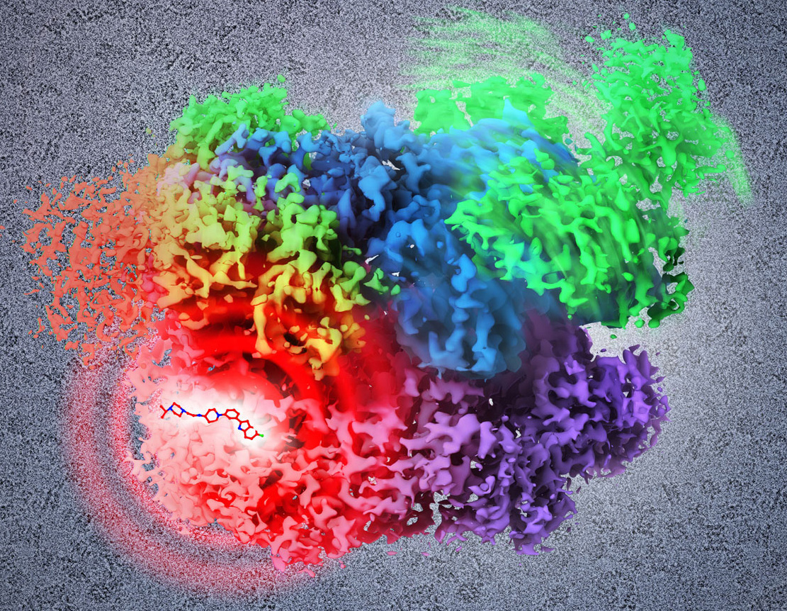 Illustration of p97 with inhibitor Illustration of p97 with inhibitor