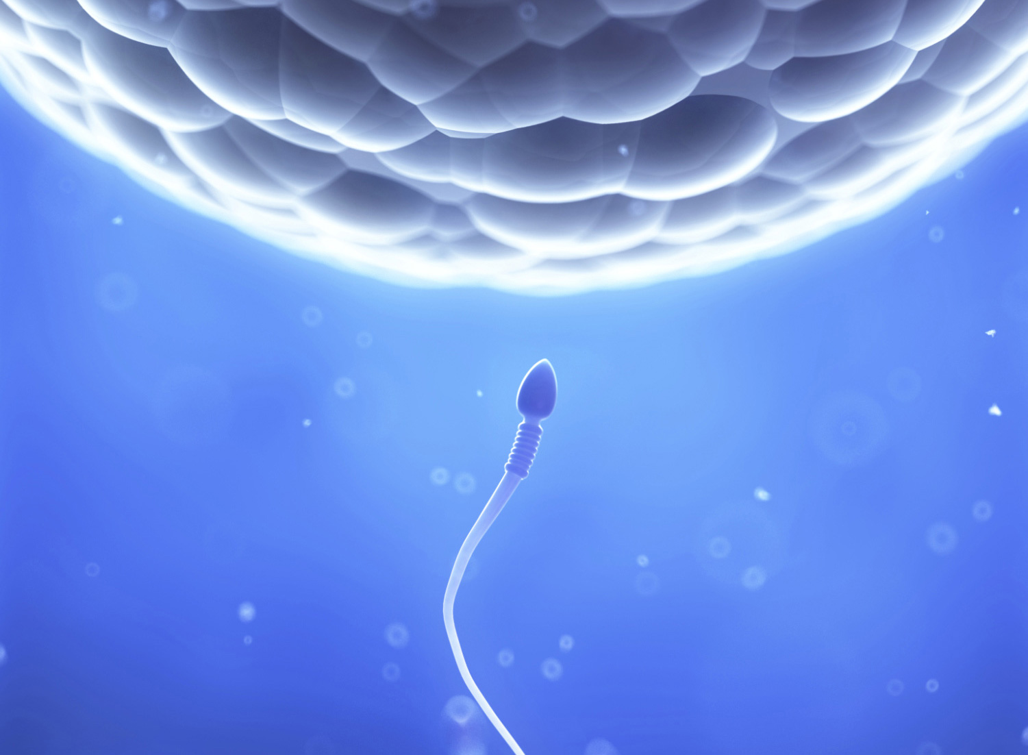 Sperm approaching an egg.