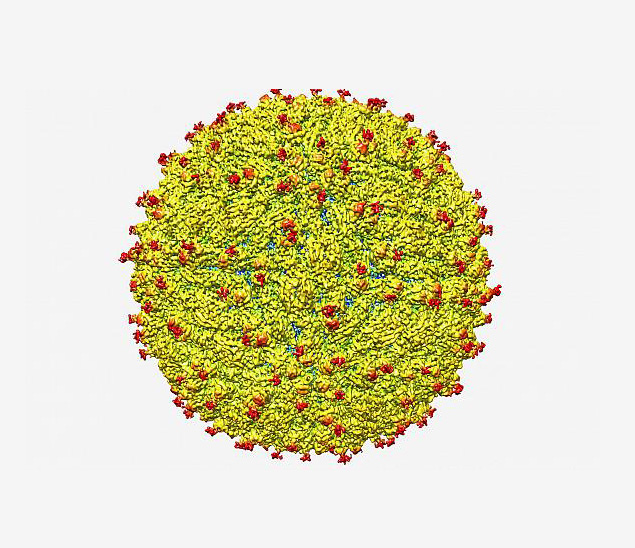 Zika virus