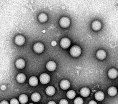 Targeted nanoparticles Image of several small spheres.