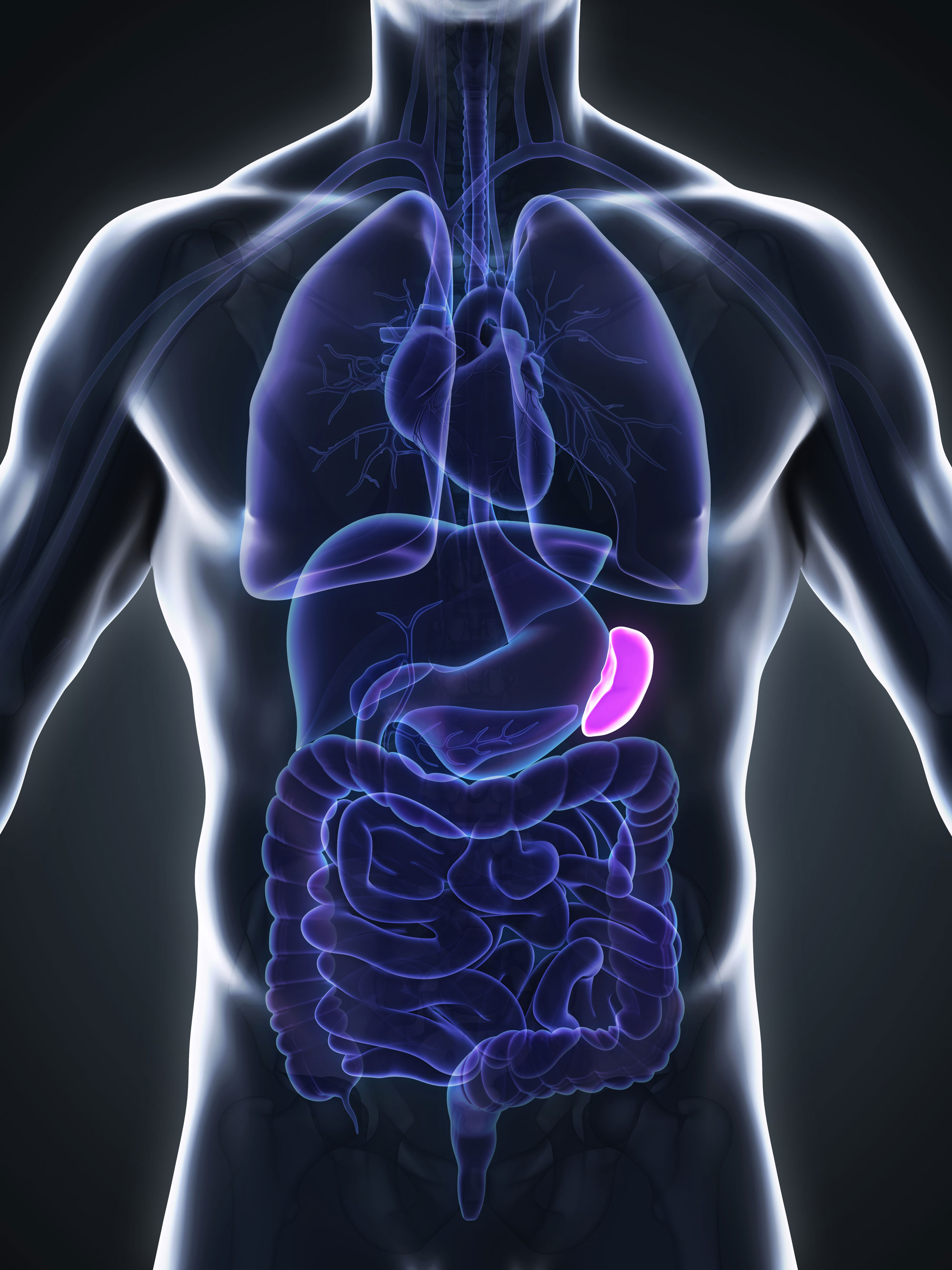 Spleen Anatomy