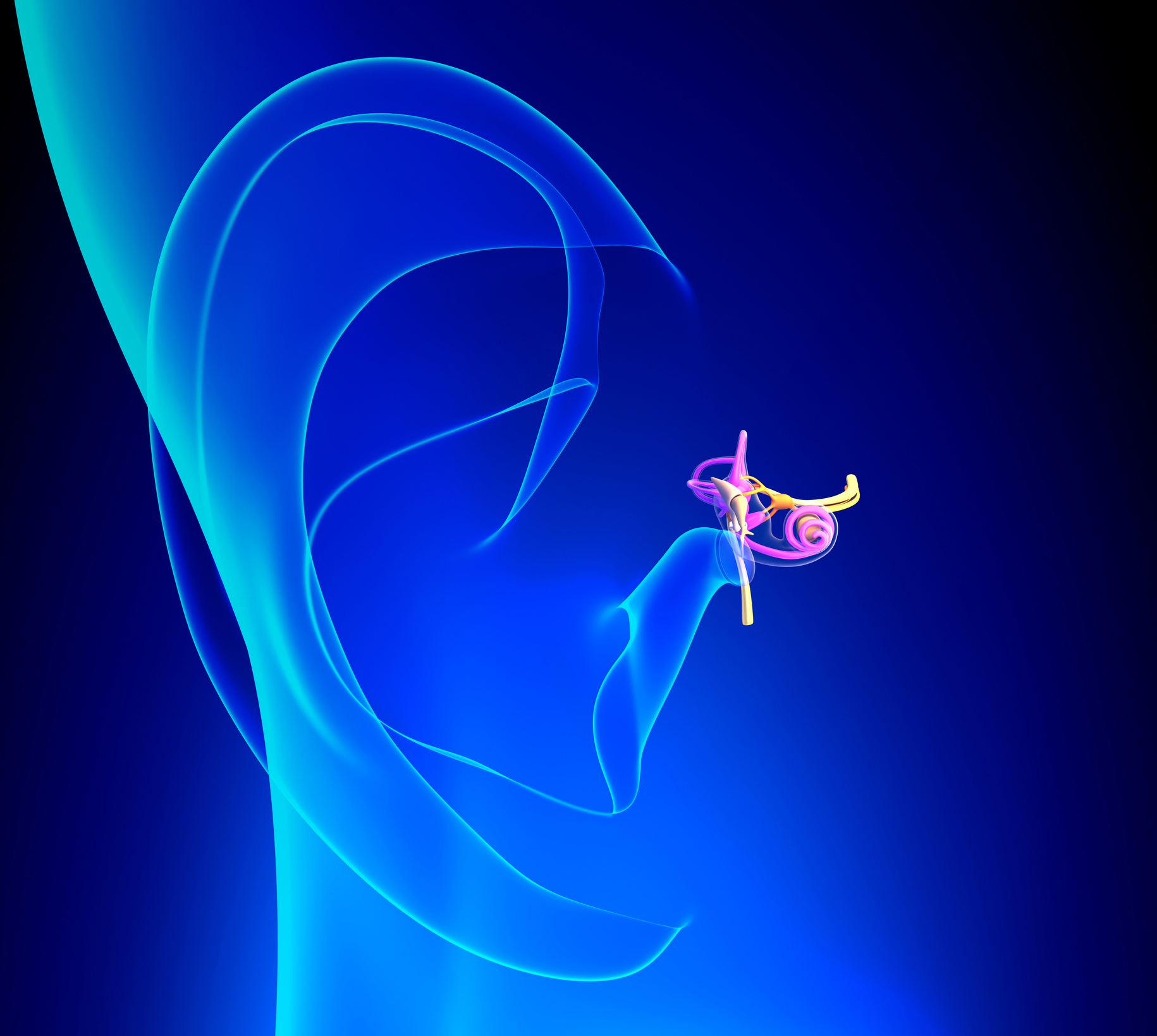 Anatomy of inner ear Illustration of inner ear anatomy
