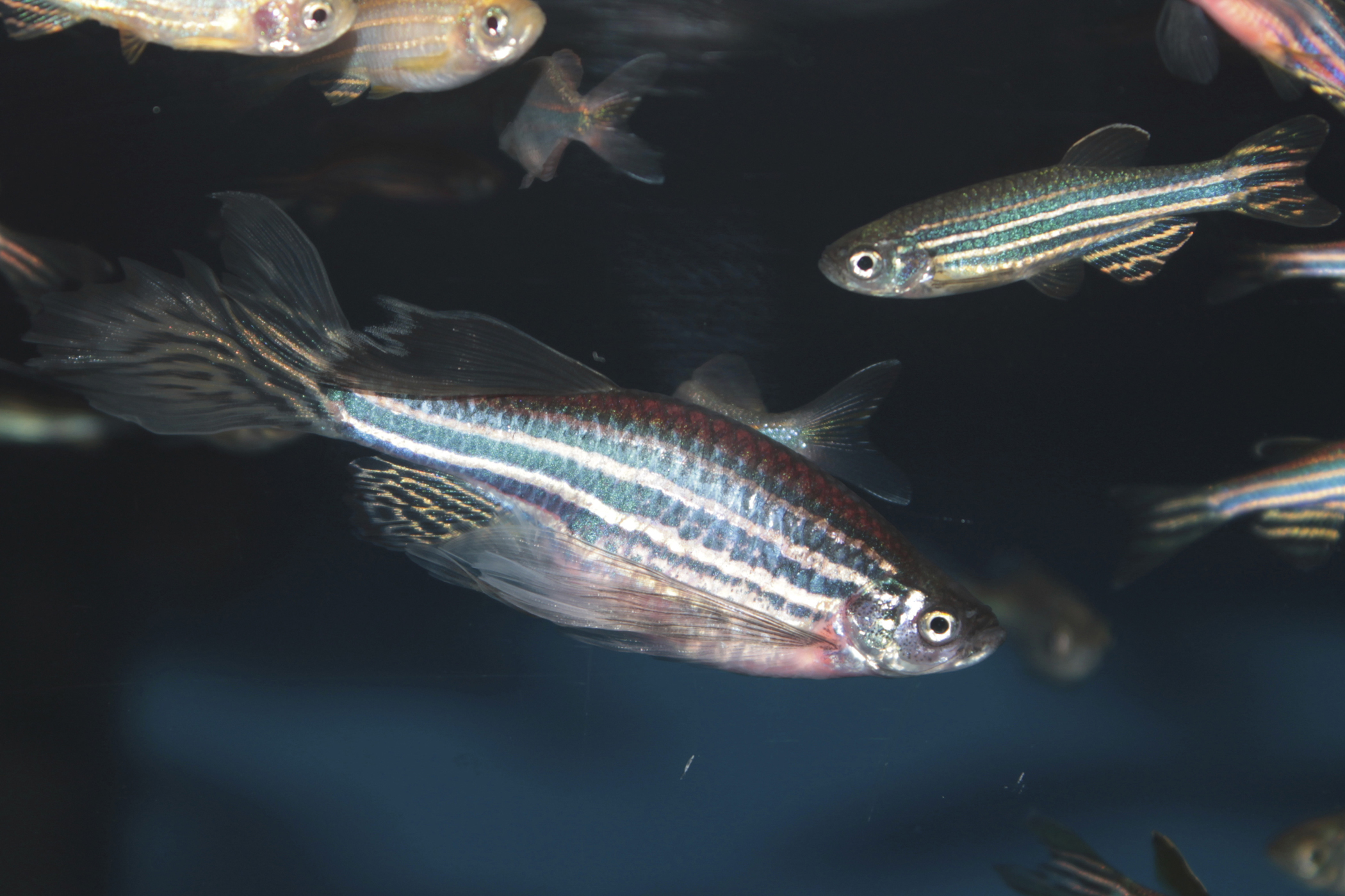 Zebrafish