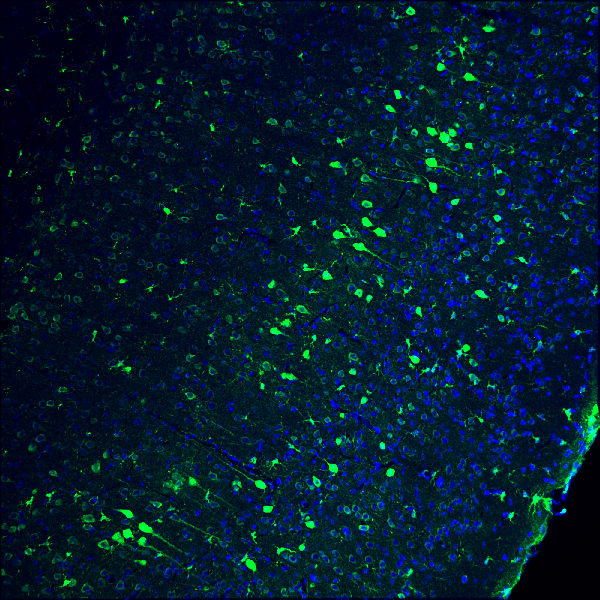 Neurons in adult mouse brain Neurons in adult mouse brain