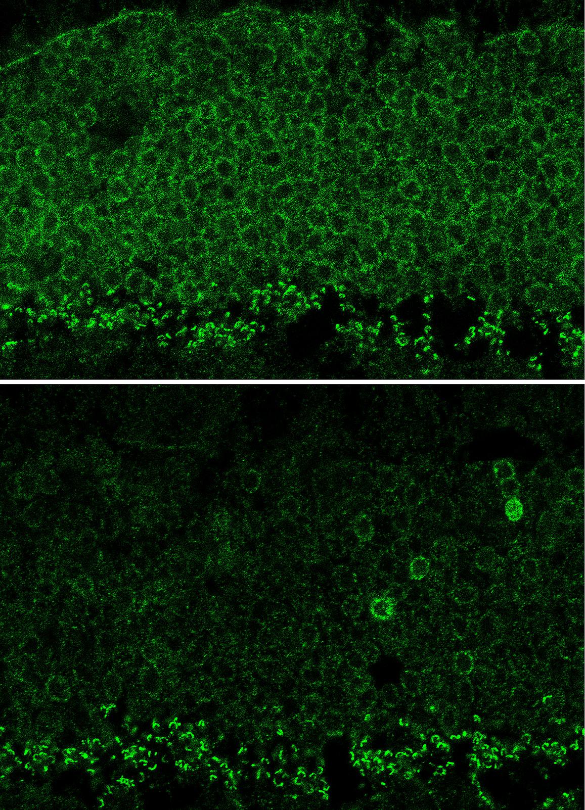 Nrl gene expression in mouse retina