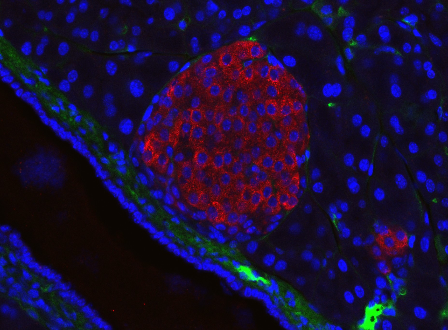 Immunofluorescent microscope image of mouse pancreatic islet
