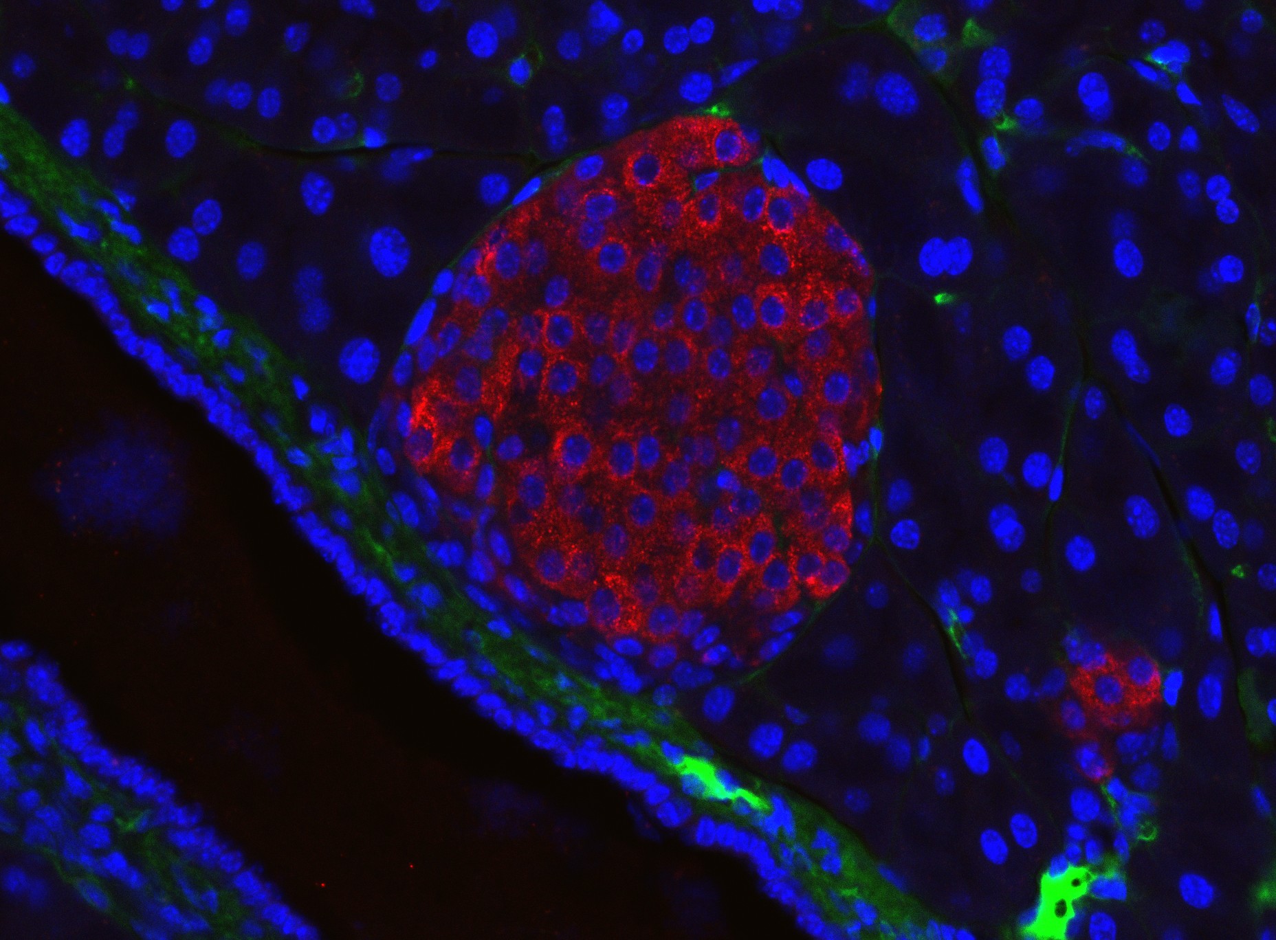 Immunofluorescent microscope image of mouse pancreatic islet Immunofluorescent microscope image of mouse pancreatic islet