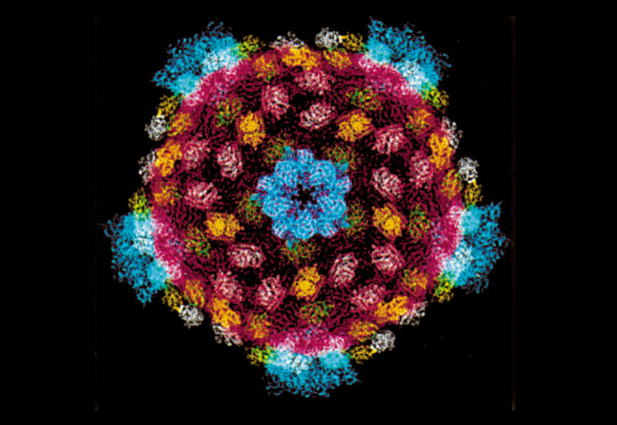 Reovirus core structure The reovirus core structure