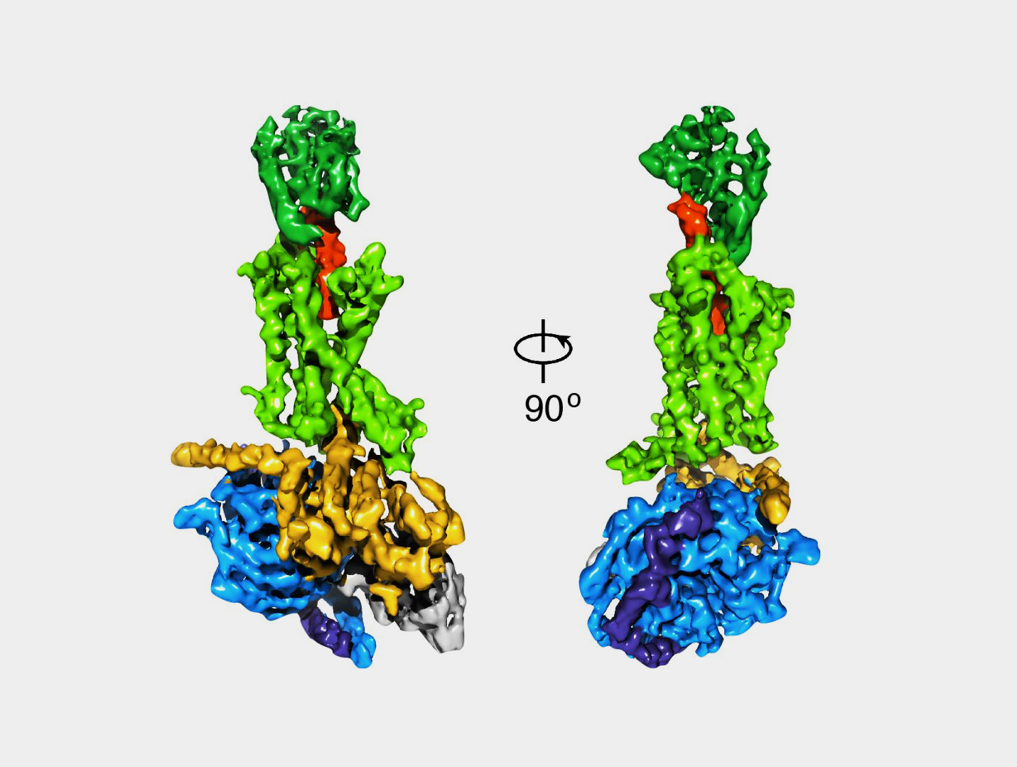 Views of the GLP-1 receptor