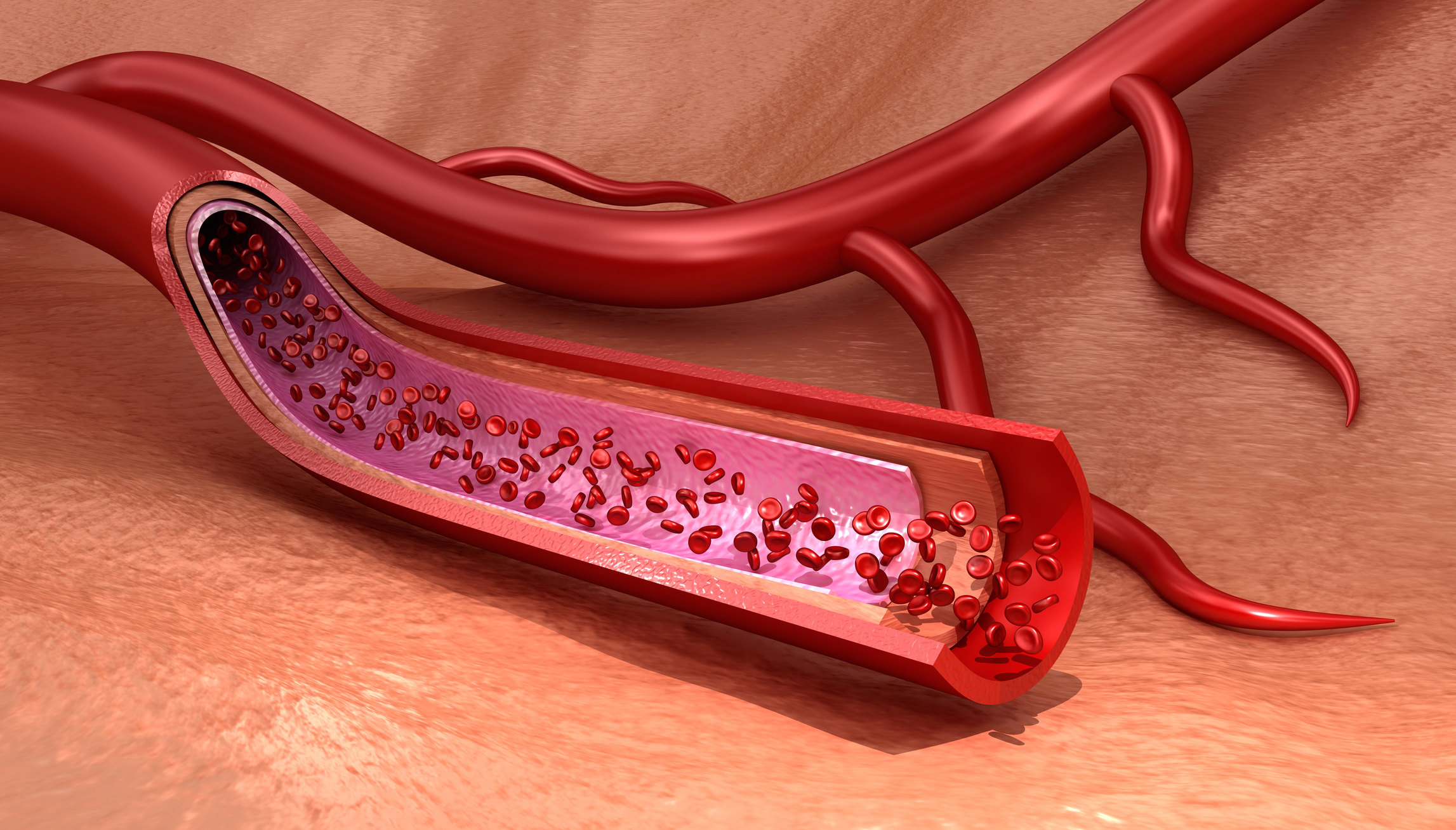 Structure Of The Blood Vessels