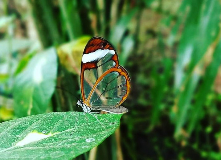Longtail glasswing butterfly