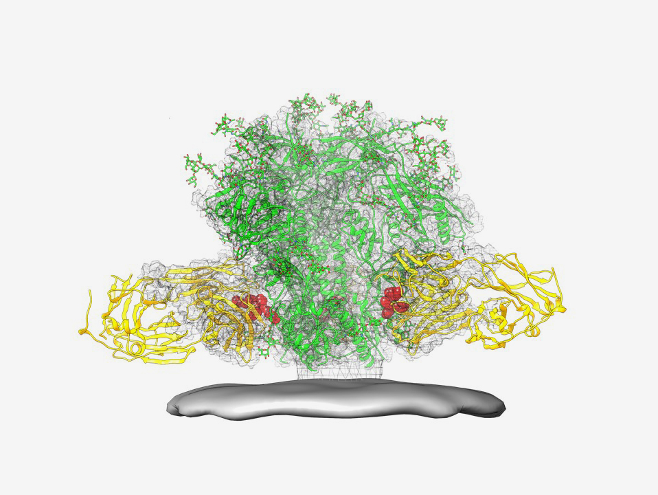 HIV spike and broadly neutralizing antibodies HIV spike and broadly neutralizing antibodies