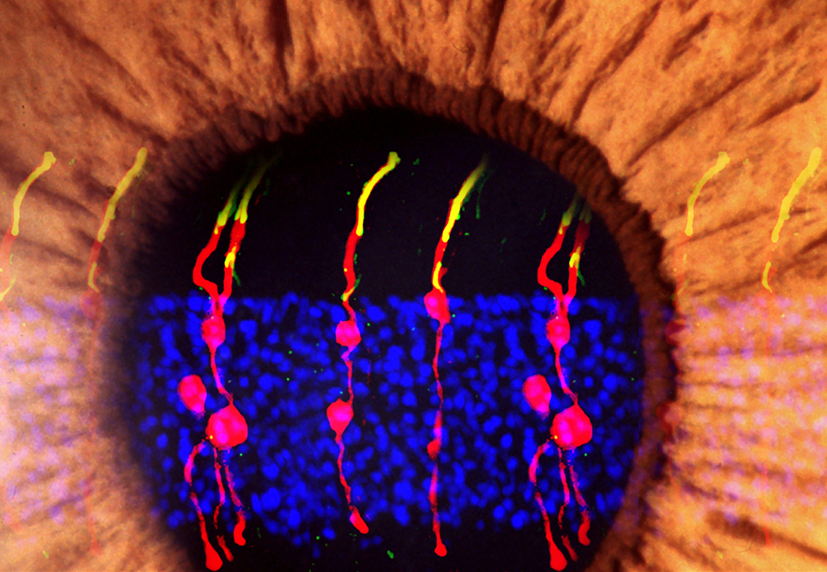 An artist’s rendering of the Müller glia-derived rod photoreceptors. 