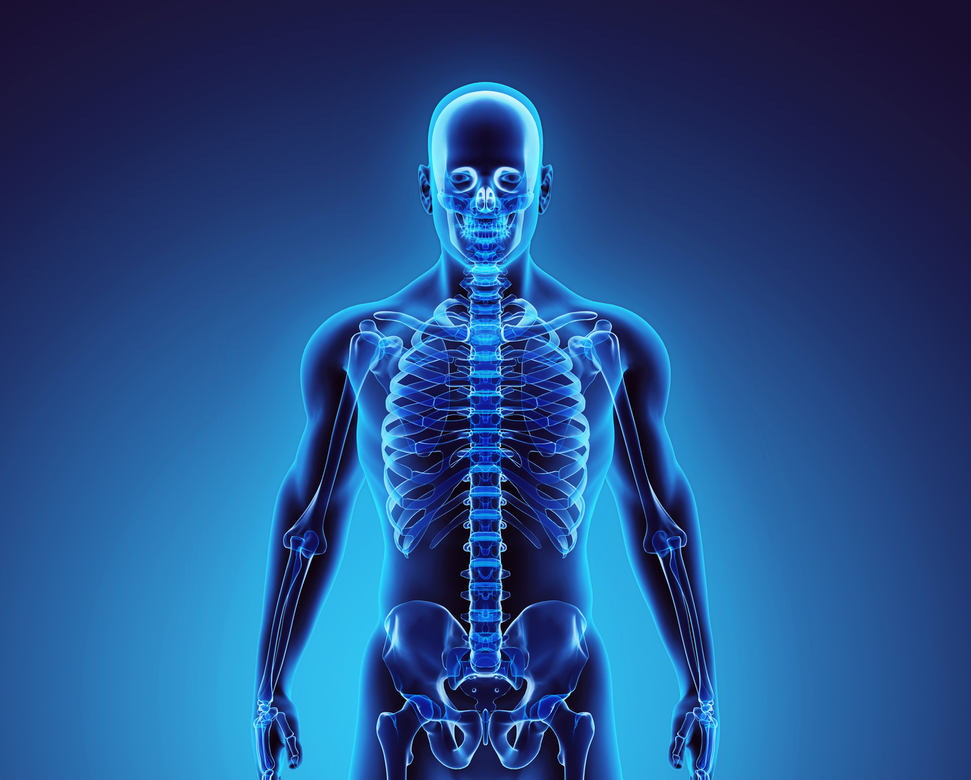 3D illustration of human skeleton