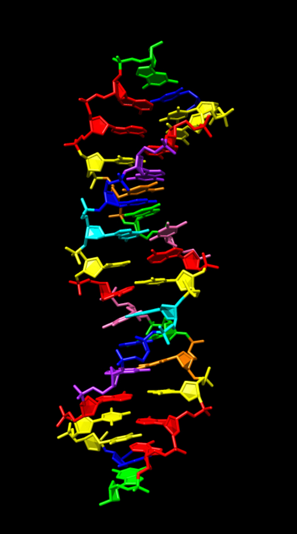 Synthetic DNA