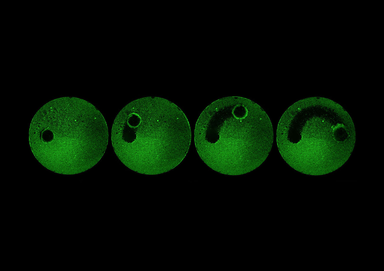  Robot clearing biofilm from a tube