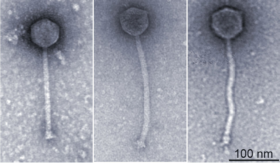 Electron micrographs of three bacteriophages