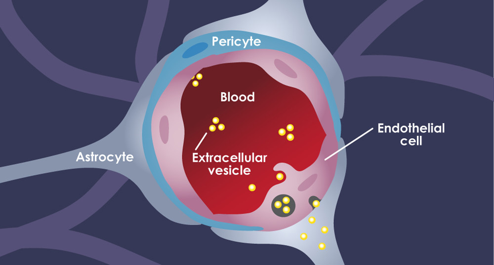 Extracellular vesicles Illustration of extracellular vesicles moving from blood through endothelial cells and into astrocytes