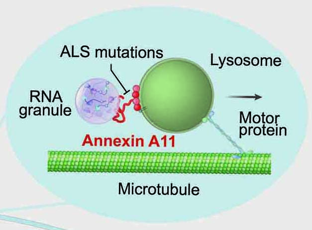 Cartoon of annexin A11 function