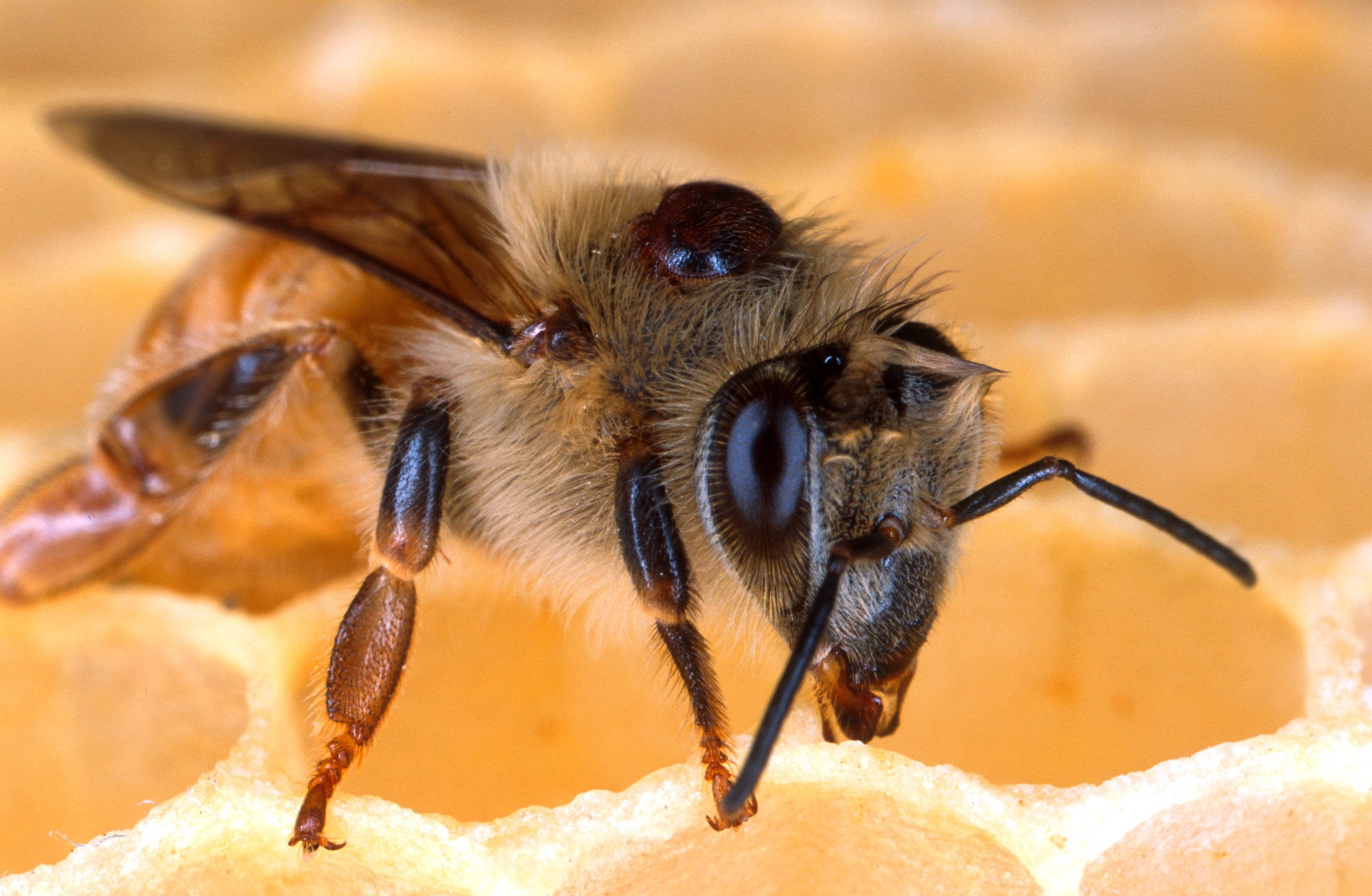 Honey bee with a Varroa mite