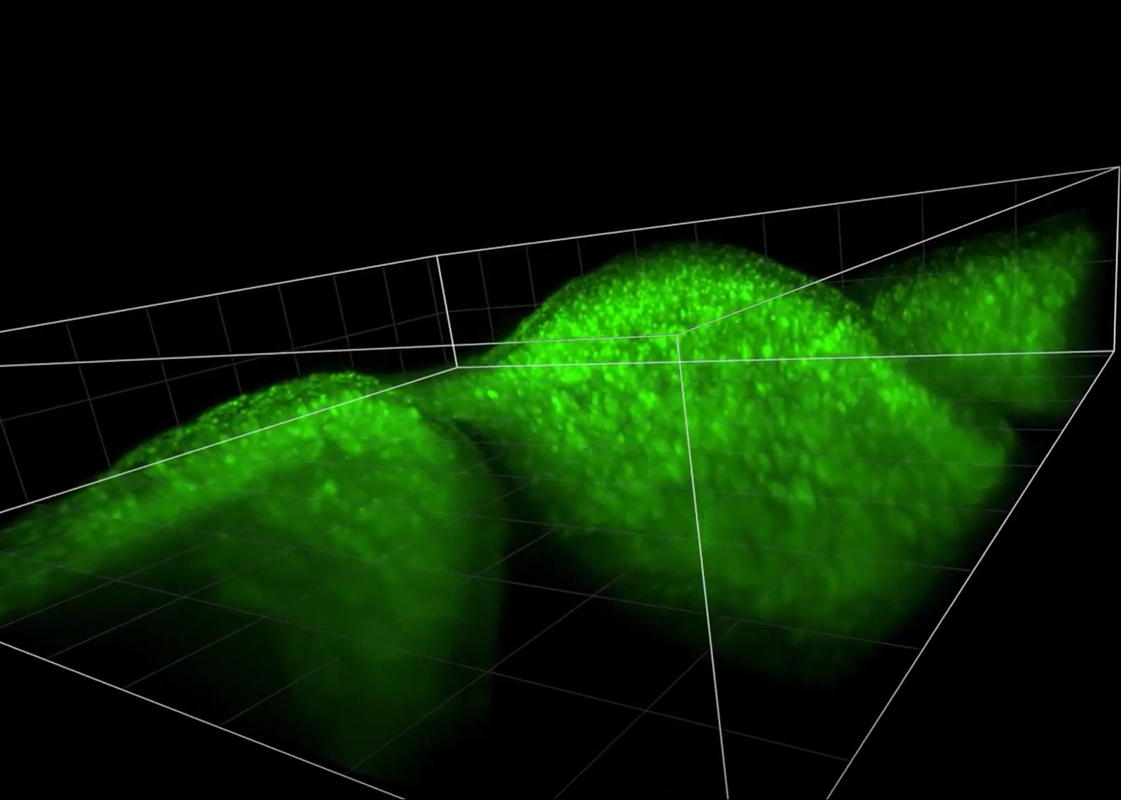 3D SCAPE Imaging of Mouse Olfactory Epithelium