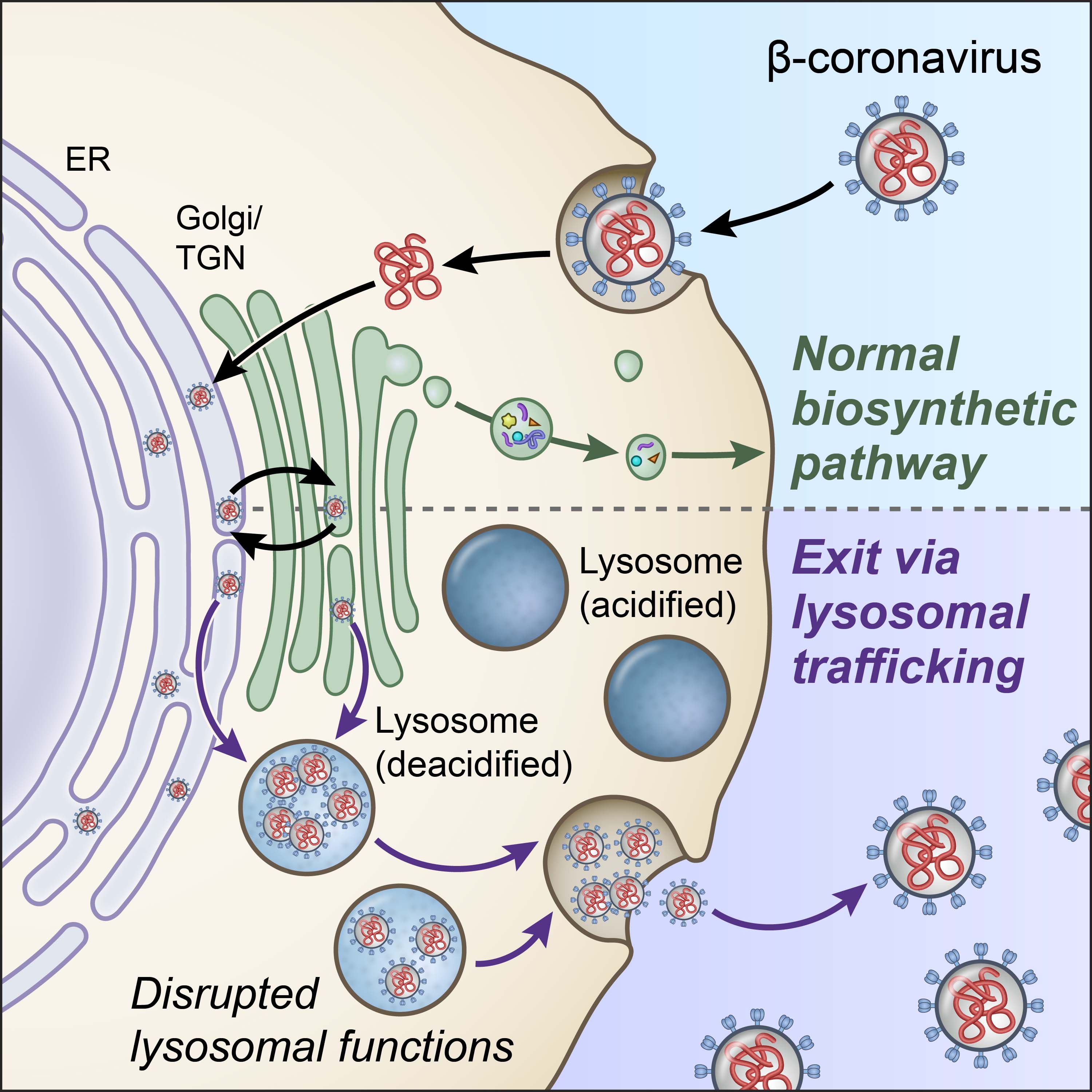 Illustration of the biosynthetic secretory pathway and lysosome exocytosis pathway
