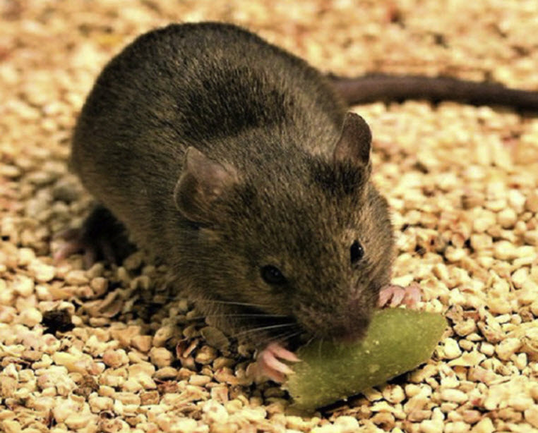 Photograph of a mouse eating a piece of bait Photograph of a mouse eating a piece of bait