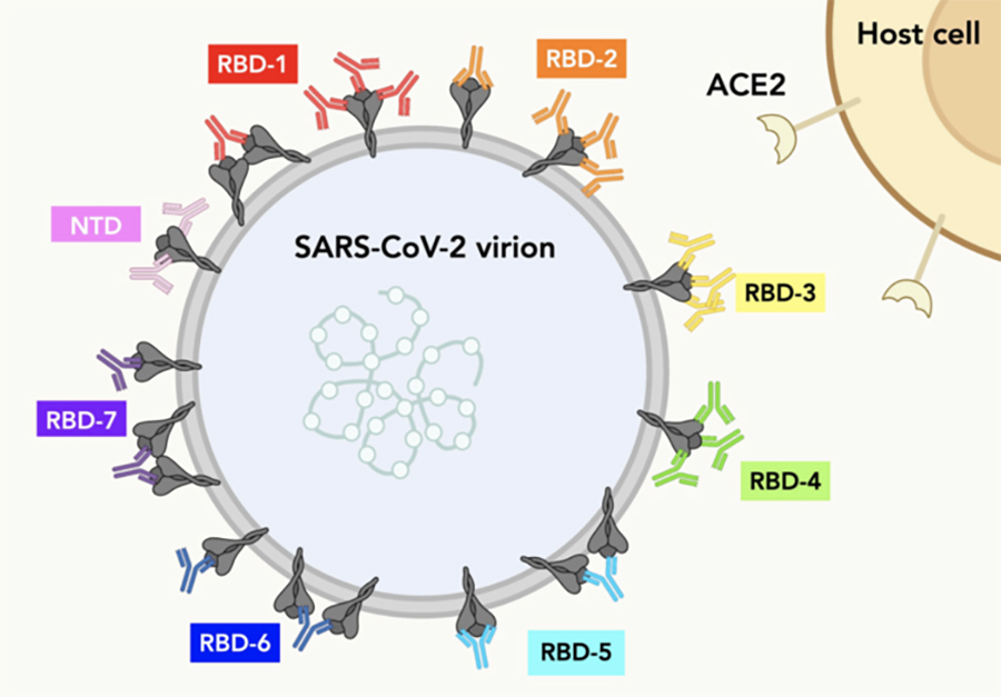 Illustration of how seven different types of antibodies bind to spike proteins on the SARS-CoV-2 virus surface