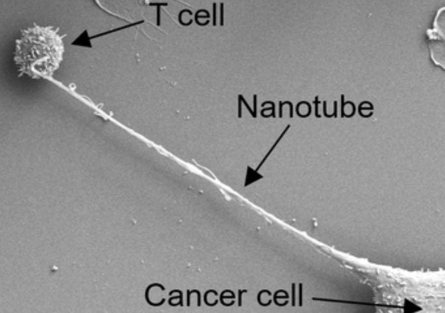 Nanotubes between cells